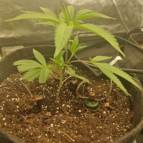 Runtz Muffin growlog timeline photo