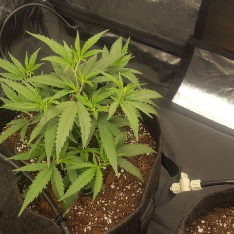 Candy growlog timeline photo