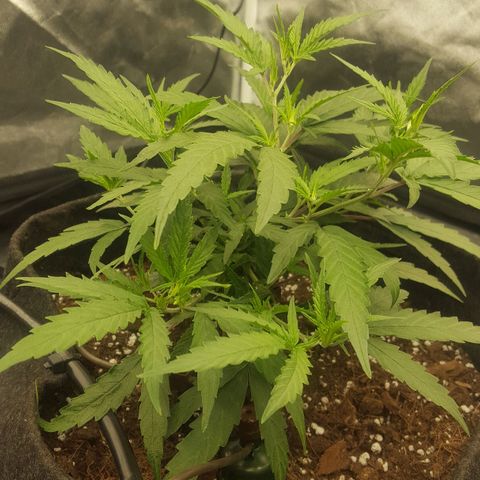 Candy growlog timeline photo