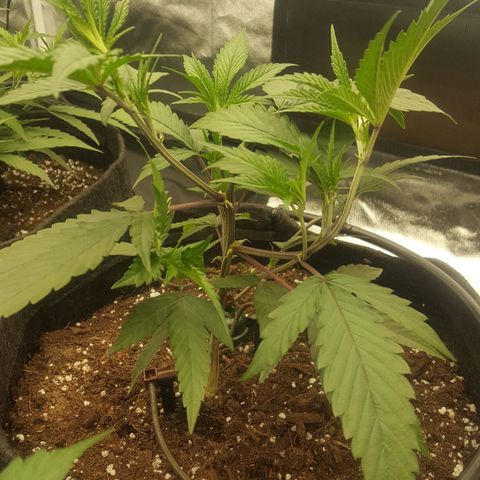 Slurricane growlog timeline photo