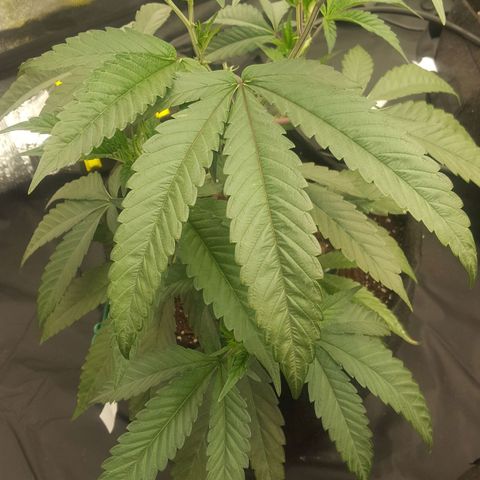 Runtz Muffin growlog timeline photo