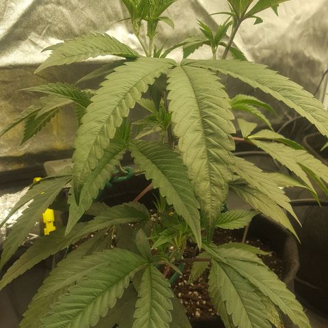Runtz Muffin growlog timeline photo