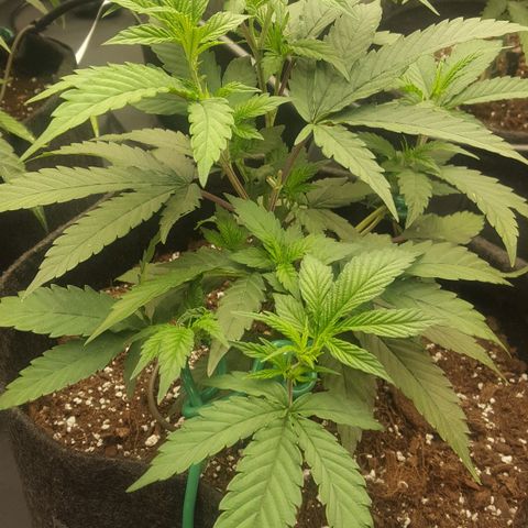 Alien OG growlog timeline photo