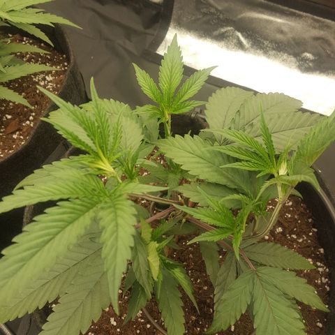 Slurricane growlog timeline photo