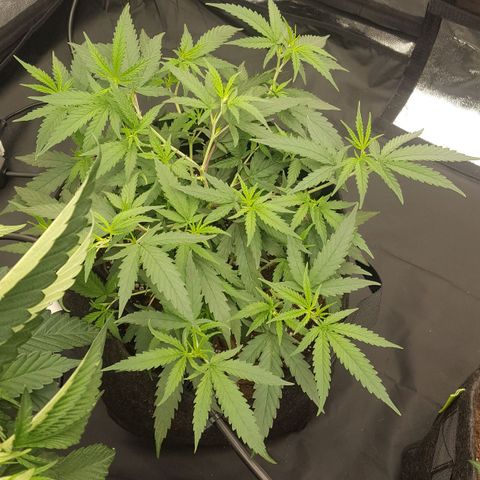 Candy growlog timeline photo