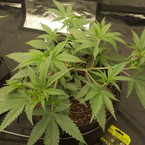 Slurricane growlog timeline photo
