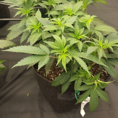 Alien OG growlog timeline photo