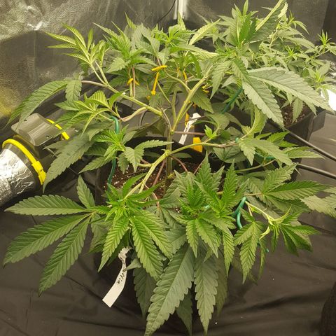 Runtz Muffin growlog timeline photo