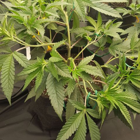 Runtz Muffin growlog timeline photo