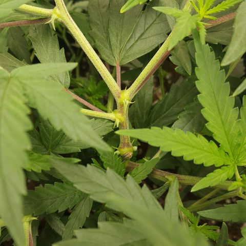 Candy growlog timeline photo