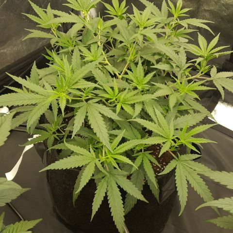 Candy growlog timeline photo