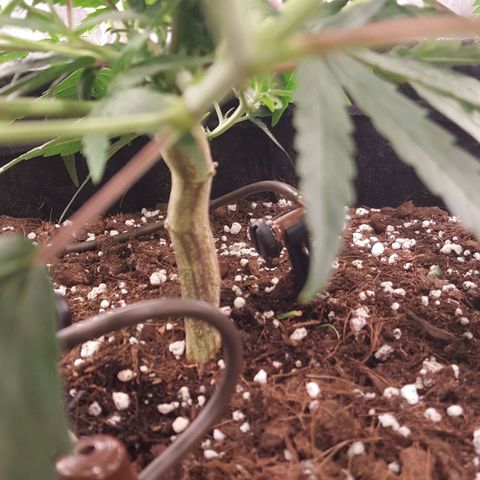 Candy growlog timeline photo