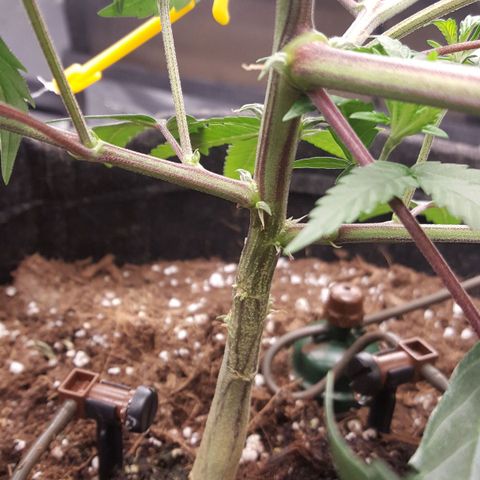Slurricane growlog timeline photo