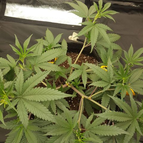 Slurricane growlog timeline photo