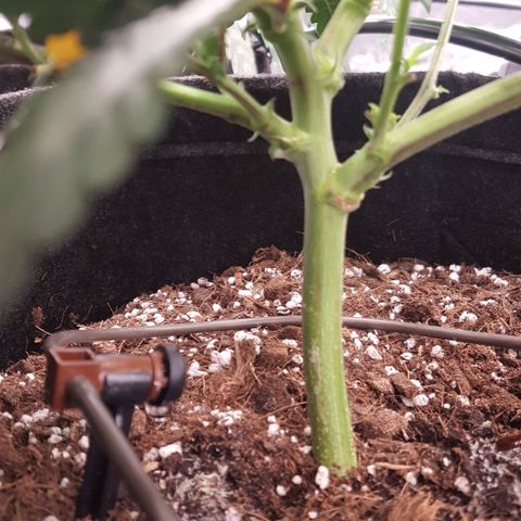 Alien OG growlog timeline photo