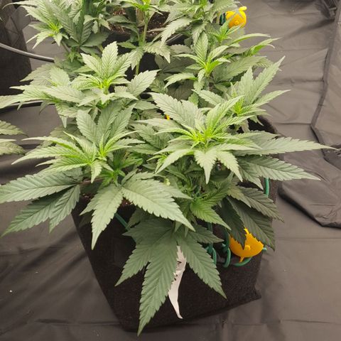 Alien OG growlog timeline photo