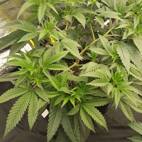 Runtz Muffin growlog timeline photo