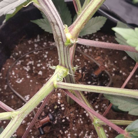 Runtz Muffin growlog timeline photo