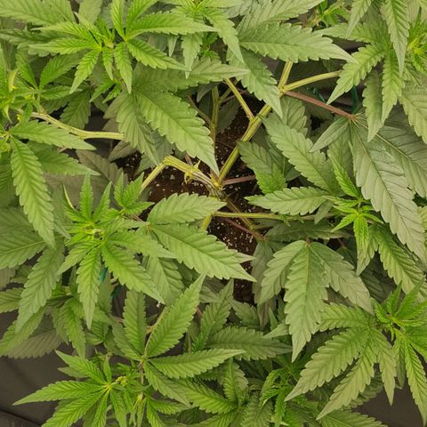 Runtz Muffin growlog timeline photo