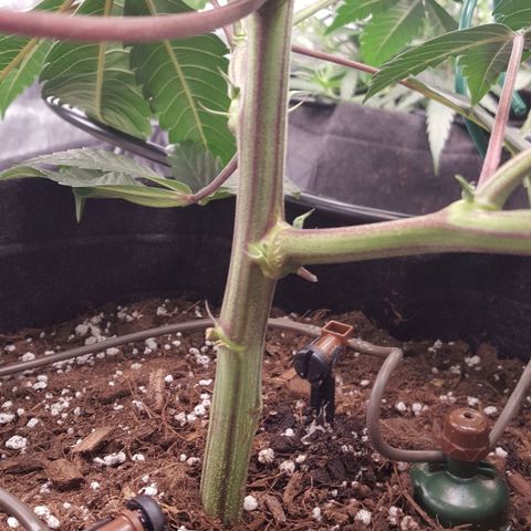Runtz Muffin growlog timeline photo