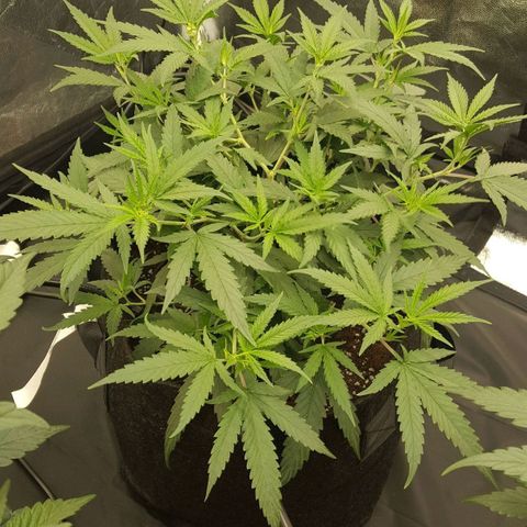 Candy growlog timeline photo