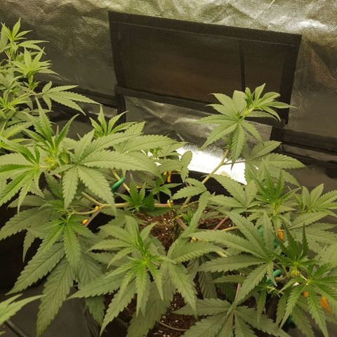 Slurricane growlog timeline photo