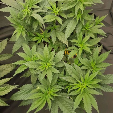 Alien OG growlog timeline photo