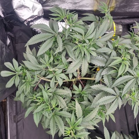 Runtz Muffin growlog timeline photo