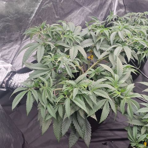 Runtz Muffin growlog timeline photo