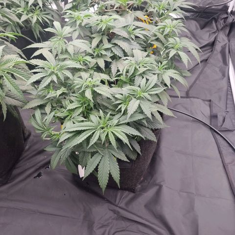 Alien OG growlog timeline photo