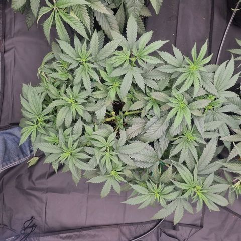 Alien OG growlog timeline photo