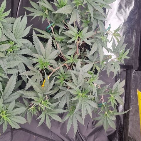 Slurricane growlog timeline photo