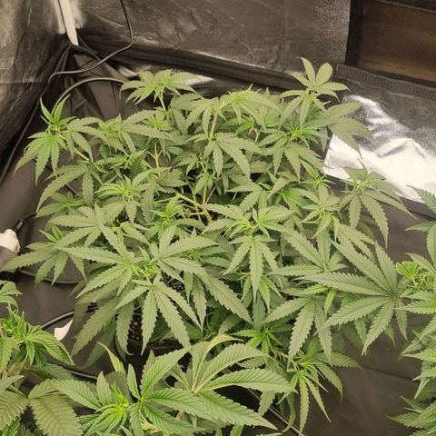 Candy growlog timeline photo