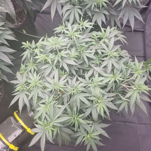 Candy growlog timeline photo