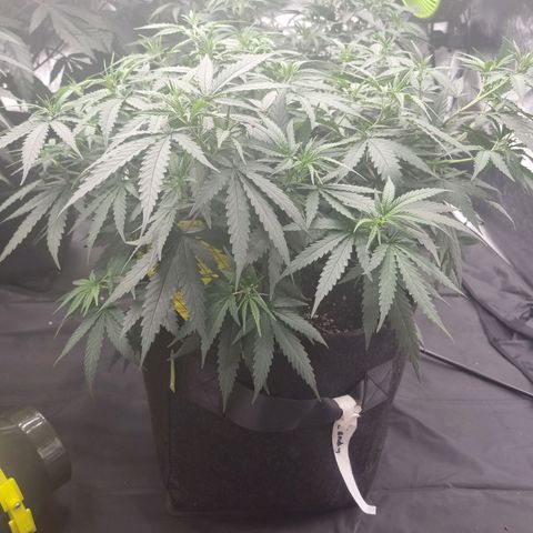 Candy growlog timeline photo