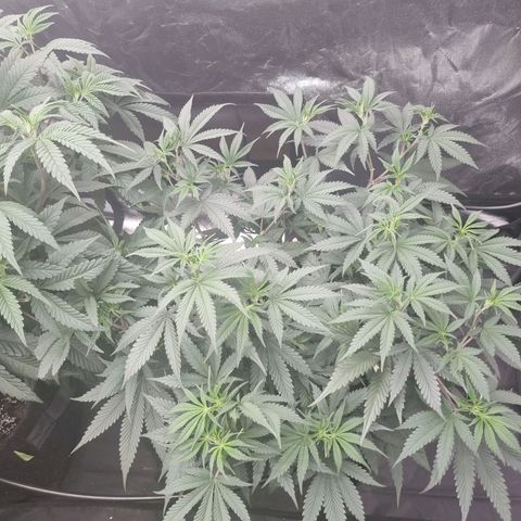 Slurricane growlog timeline photo