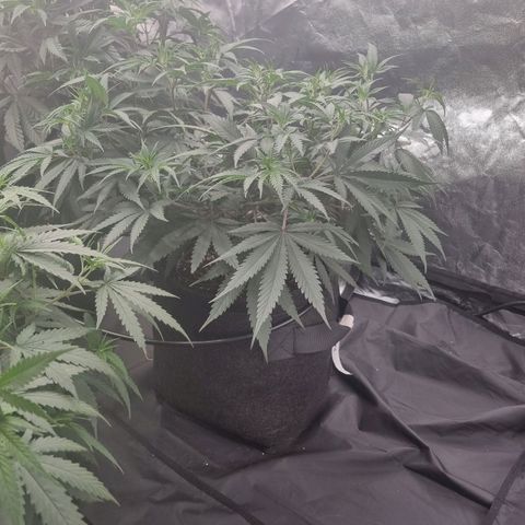 Slurricane growlog timeline photo