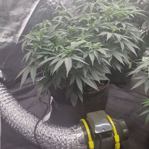 Alien OG growlog timeline photo