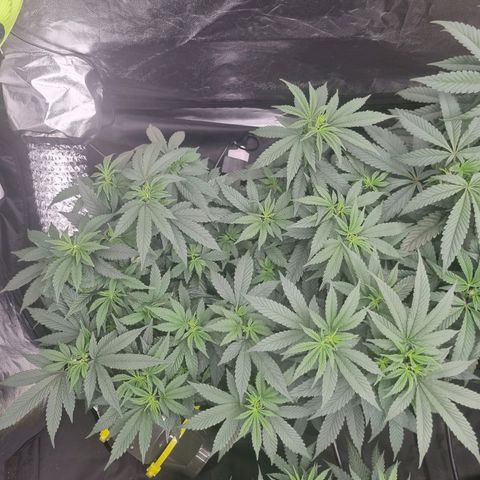 Alien OG growlog timeline photo