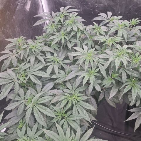 Runtz Muffin growlog timeline photo