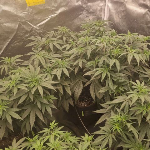 Runtz Muffin growlog timeline photo