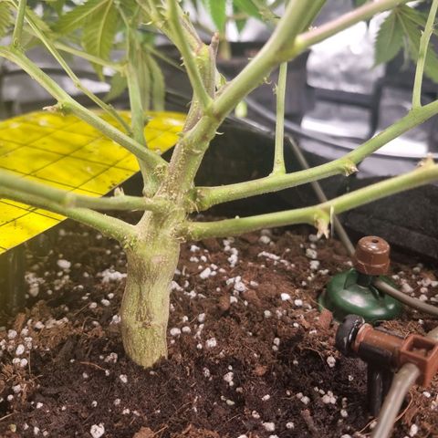 Candy growlog timeline photo