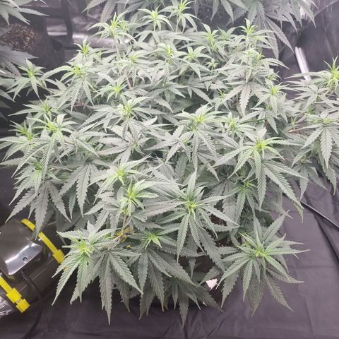 Candy growlog timeline photo