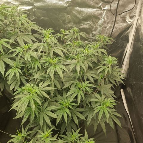 Slurricane growlog timeline photo