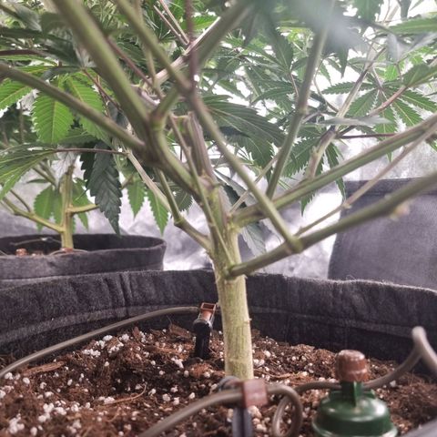 Slurricane growlog timeline photo