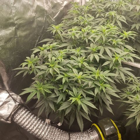 Alien OG growlog timeline photo