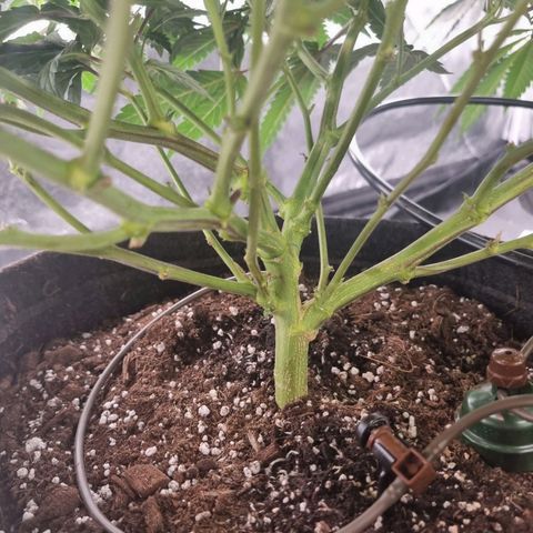 Alien OG growlog timeline photo