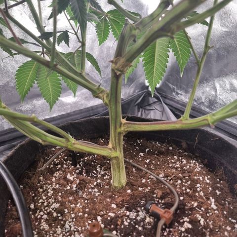 Runtz Muffin growlog timeline photo