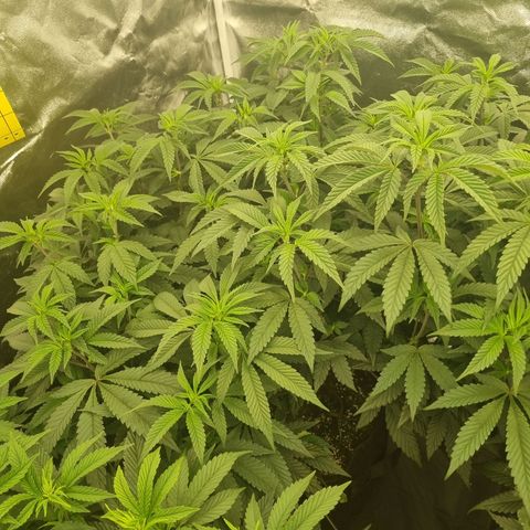 Runtz Muffin growlog timeline photo