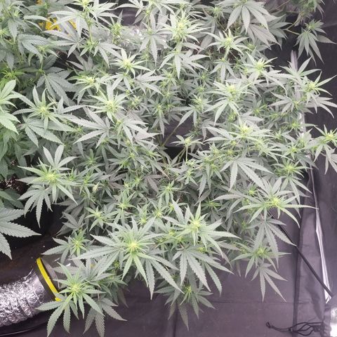Candy growlog timeline photo